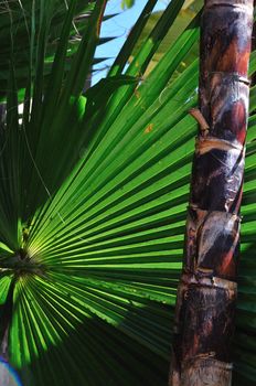 fanned-out ribs of a palm leaf highlighted by the sun