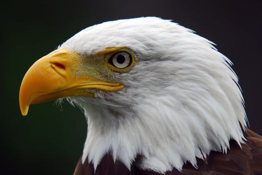 Portrait of a majestic American Bald Eagle bird of pray