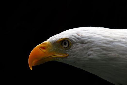 Portrait of a majestic American Bald Eagle bird of pray