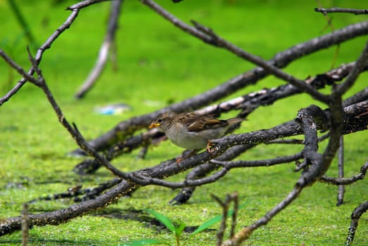 Picture of a small bird on a branch over a pond