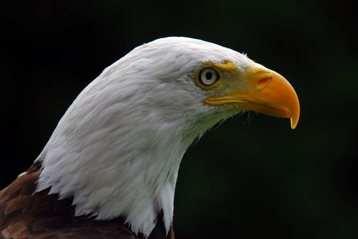 Portrait of a majestic American Bald Eagle bird of pray