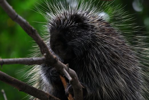 Close-up portrait of a big porcupine in a tree