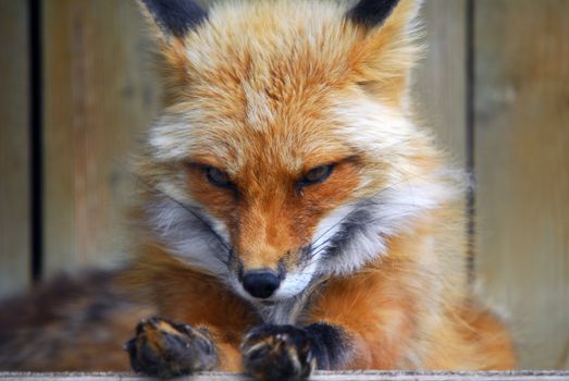 Close-up picture of a wild Red Fox 