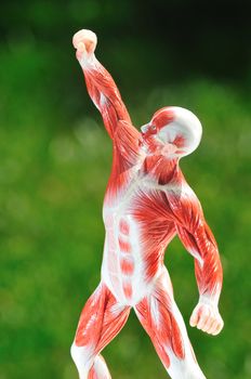 anatomical model of muscle and sinew in dramatic pose on green background