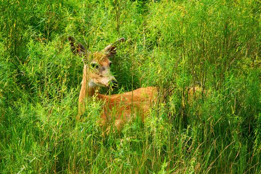 Female White-tailed Deer in a field of tall grass