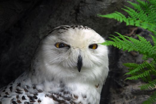 Close-up picture of a great snow owl bird