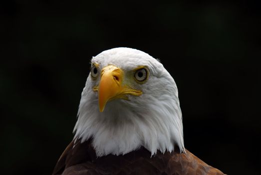 Portrait of a majestic American Bald Eagle bird of pray