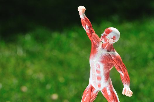 anatomical model of muscle and sinew in dramatic pose on green background