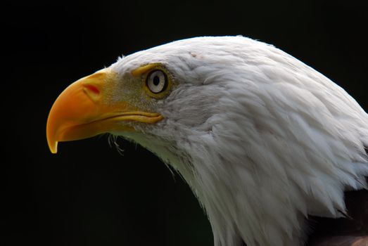 Portrait of a majestic American Bald Eagle bird of pray