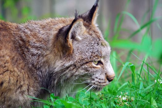 Close-up profile portrait of a Canada lynx