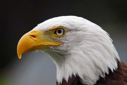 Portrait of a majestic American Bald Eagle bird of pray