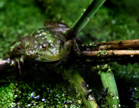 Picture of a green frog in a pond filled with green vegetation