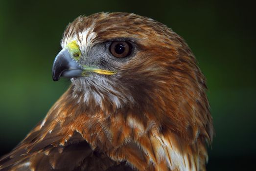 Close up portrait of a wild red tailed hawk