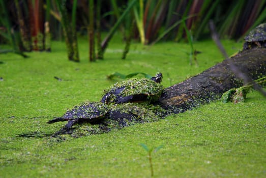 Two snapping turtles on a wooden log