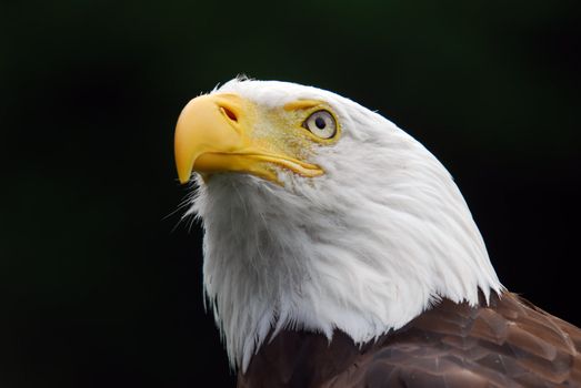 Portrait of a majestic American Bald Eagle bird of pray