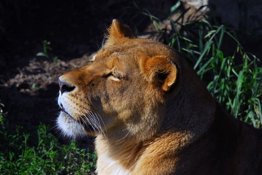 Close up portrait of a female lion