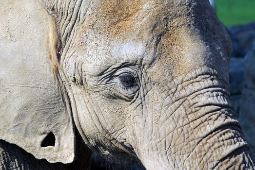 Close-up portrait of a big African elephant