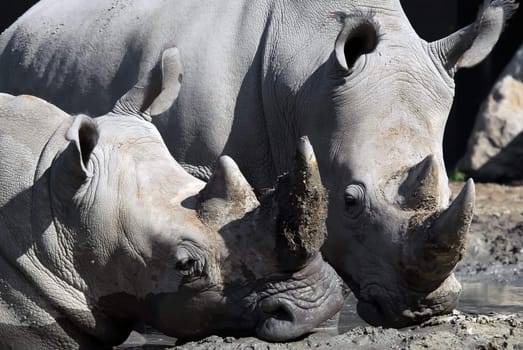 Picture of two White rhinoceros in the mud