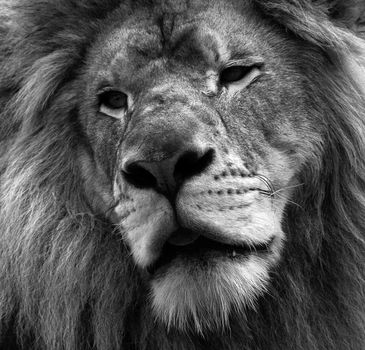 Close up portrait of a lion in black and white