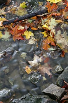 A closeup of a stream in autumn with lots of fallen leaves.  The shot was taken with a slow shutterspeed to  give the water it's milky look.
