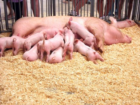 A group of hungry piglets fighting to get their fair share of milk.