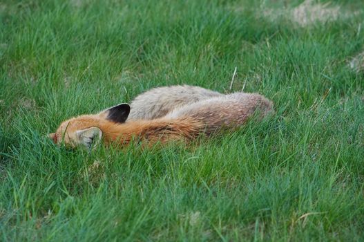 Shot of a sleeping fox