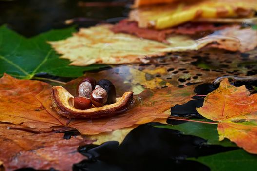 Autumn boat - detail of the autuom leaves and chestnut