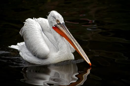 Dalmatian pelican on the water.