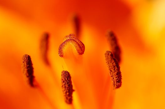 Detail (close-up) of the bloom of lily