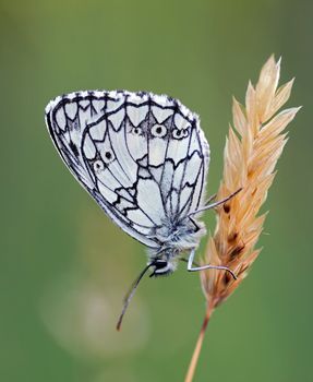 Detail (close-up) of a satyrid butterfly