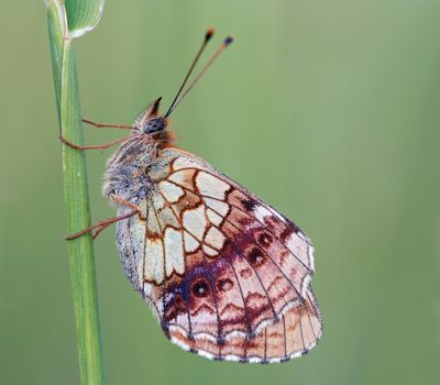 Detail (close-up) of the satyrid butterfly on the grass