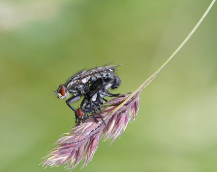 Coupling - detail (close-up) of the two flies