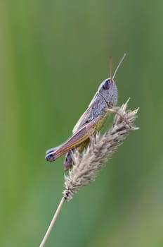 Detail (close-up) of a grasshopper
