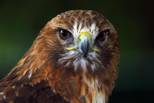 Close up portrait of a wild red tailed hawk