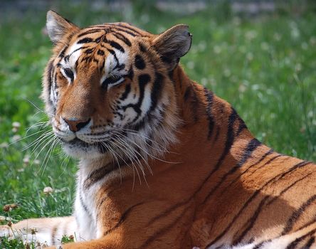 Close up portrait of a majestic tiger