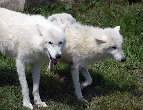 Portrait of two Arctic Wolves on a sunny day