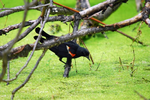 Picture of a Red-winged Blackbird on a branch over a pond