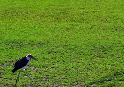 Picture of a Marabou bird walking on a lawn
