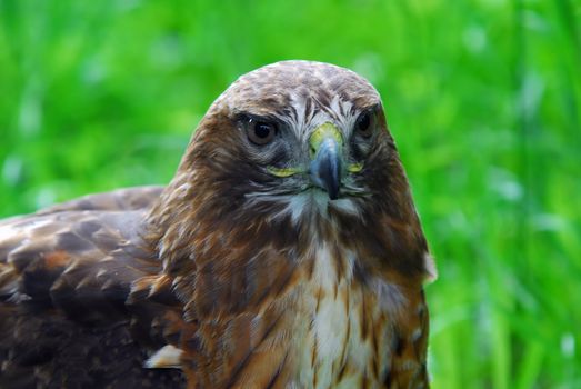 Portrait of a majestic Golden Eagle bird of pray