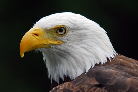 Portrait of a majestic American Bald Eagle bird of pray