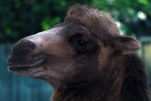 Close up portrait of a camel