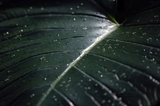 Tiny water dropplets on a green leaf