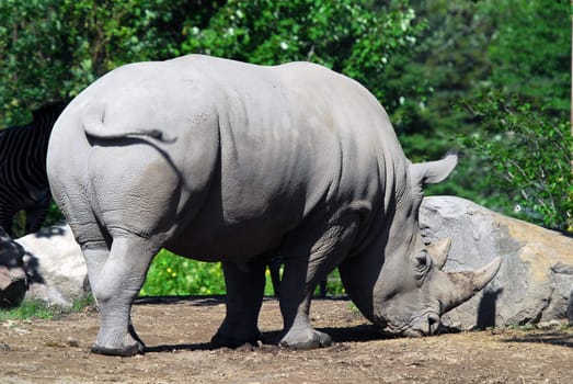 Picture of a White rhinoceros on a sunny day