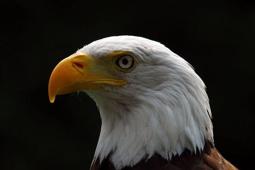 Portrait of a majestic American Bald Eagle bird of pray