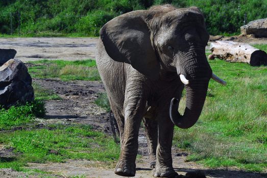 Picture of a big elephant outside