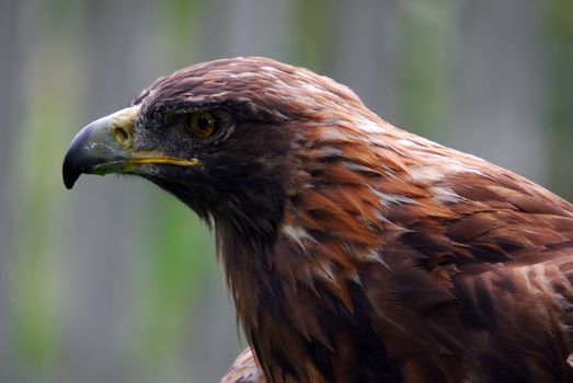 Portrait of a majestic Golden Eagle bird of pray