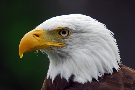 Portrait of a majestic American Bald Eagle bird of pray