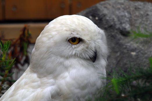 Close-up picture of a great snow owl bird