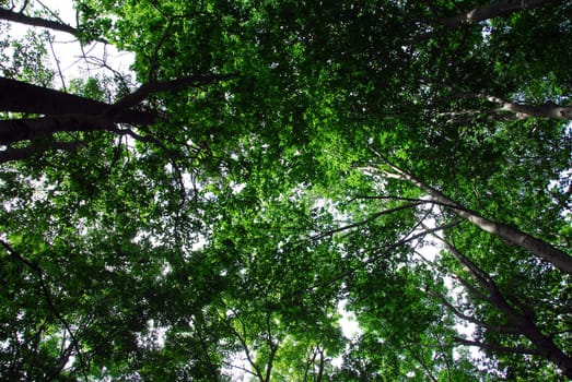 View of green trees as seen from the bottom and looking up