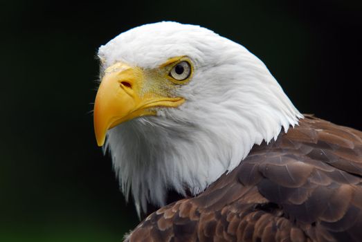 Portrait of a majestic American Bald Eagle bird of pray